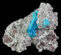 Vibrant Blue Cavansite Clusters on Stilbite - India #67793-1